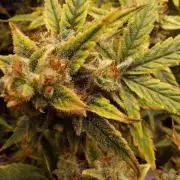 Divine Seeds Auto Divine Rapier