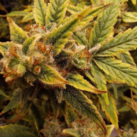 Divine Seeds Auto Divine Rapier