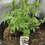 Exotic Seed's Malasaña Gelato