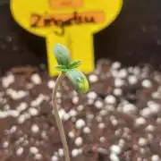 Original Sensible's Zingatsu