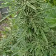 RQS' Milky Way F1 Outdoor Leftovers