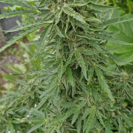 RQS' Milky Way F1 Outdoor Leftovers