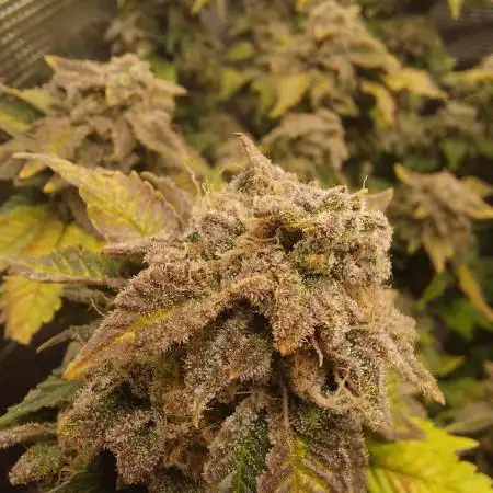 First Grow