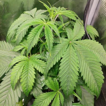 Divine Seeds Auto Moon Rock