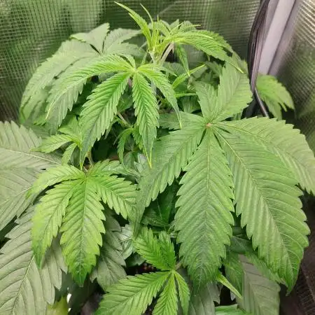 Divine Seeds Auto Moon Rock