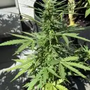 Spliff's Auto Neville's Haze Outdoor GER