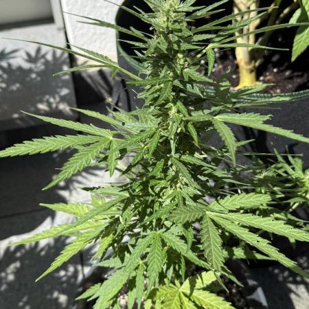 Spliff's Auto Neville's Haze Outdoor GER