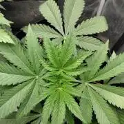 Exotic Seed's Malasaña Gelato