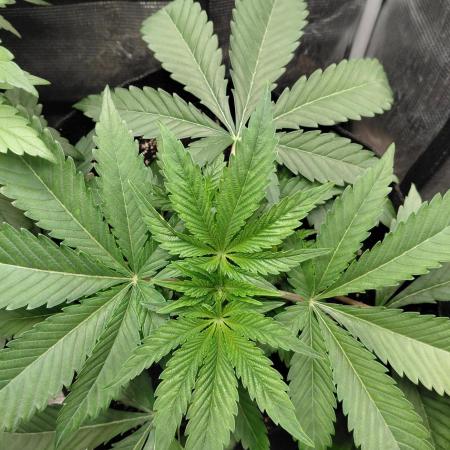 Exotic Seed's Malasaña Gelato