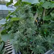 RQS' Milky Way F1 Outdoor Leftovers