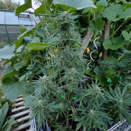 RQS' Milky Way F1 Outdoor Leftovers