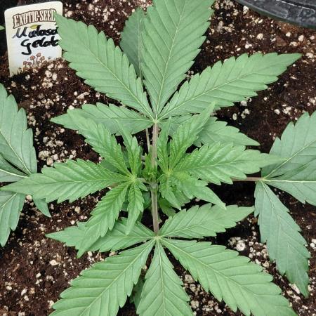 Exotic Seed's Malasaña Gelato