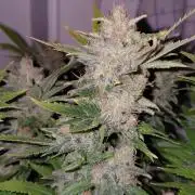 Spliff's Strawberry