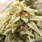 Divine Seeds Auto Divine Rapier