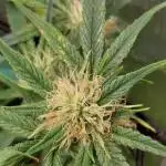 Divine Seeds Auto Moon Rock