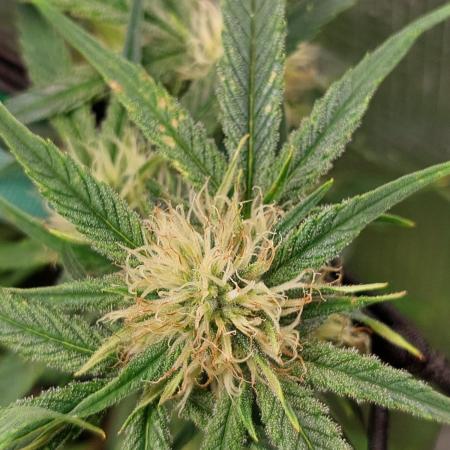 Divine Seeds Auto Moon Rock