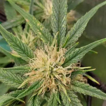 Divine Seeds Auto Moon Rock