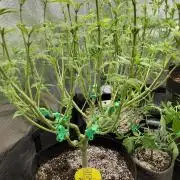 Original Sensible's Zingatsu