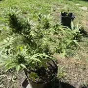Delicious Seeds' Neville's Rose Auto OD