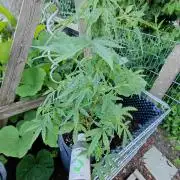 RQS' Milky Way F1 Outdoor Leftovers
