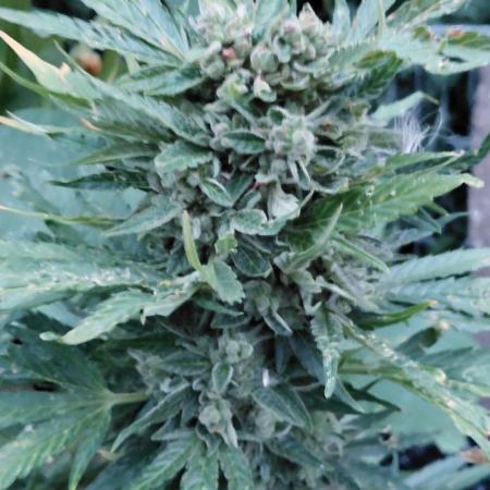 RQS' Milky Way F1 Outdoor Leftovers