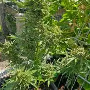 RQS' Milky Way F1 Outdoor Leftovers