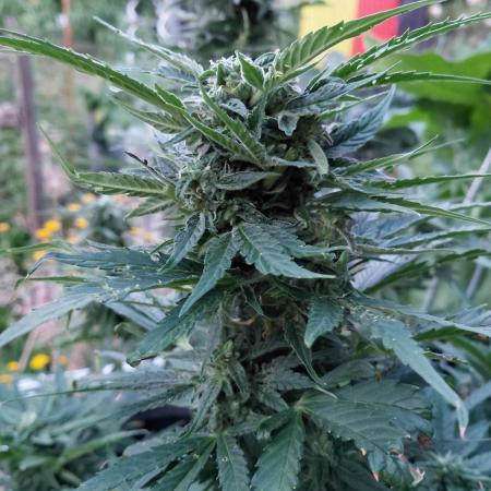 Spliff's Neville's Haze Auto Outdoor run