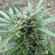 Delicious Seeds' Neville's Rose Auto OD