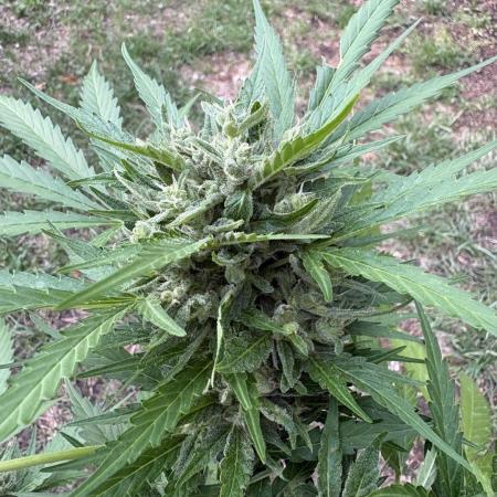 Delicious Seeds' Neville's Rose Auto OD