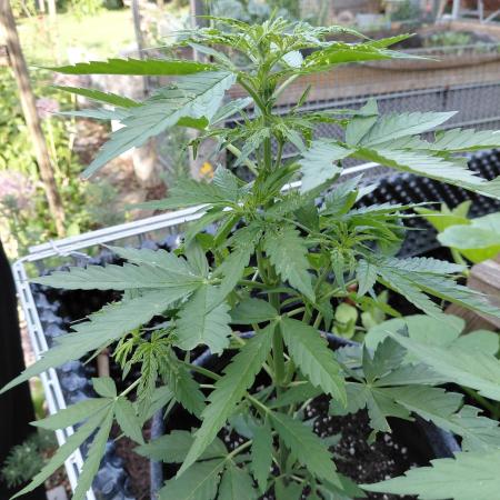 Spliff's Neville's Haze Auto Outdoor run
