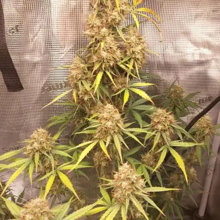 Northern Lights Auto Zamnesia