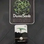 Divine Seeds Auto Black Opium