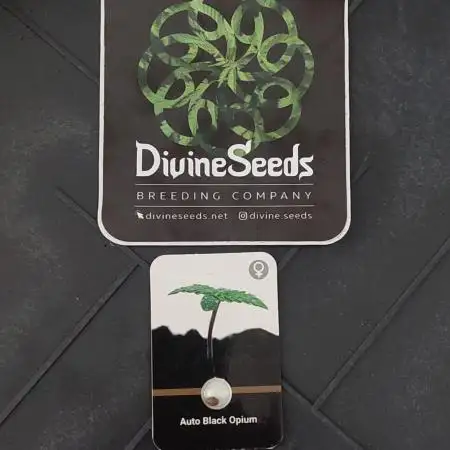 Divine Seeds Auto Black Opium