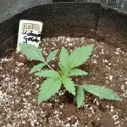 Exotic Seed's Malasaña Gelato