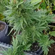 Spliff's Neville's Haze Auto Outdoor run