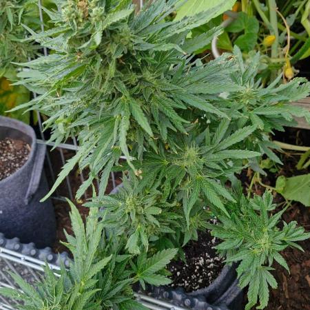 Spliff's Neville's Haze Auto Outdoor run
