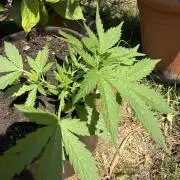 Delicious Seeds' Neville's Rose Auto OD