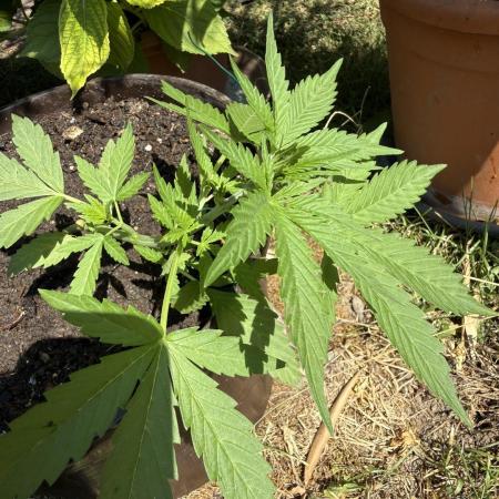 Delicious Seeds' Neville's Rose Auto OD