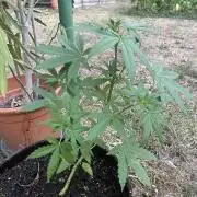 Delicious Seeds' Neville's Rose Auto OD