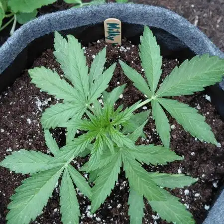 RQS' Milky Way F1 Outdoor Leftovers