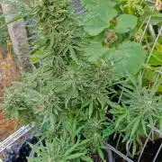 RQS' Milky Way F1 Outdoor Leftovers