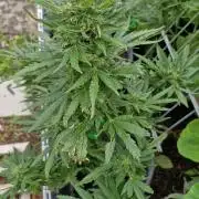 Spliff's Neville's Haze Auto Outdoor run