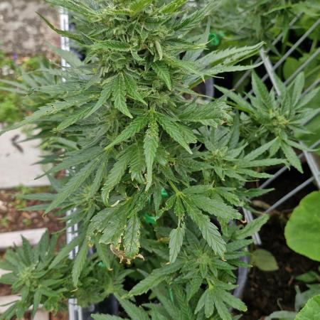 Spliff's Neville's Haze Auto Outdoor run
