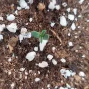 Exotic Seed's Malasaña Gelato