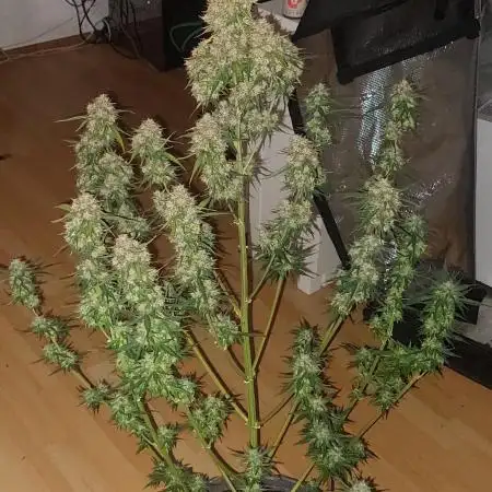 Northern Lights Auto Zamnesia