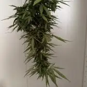 Spliff's Auto Neville's Haze Outdoor GER