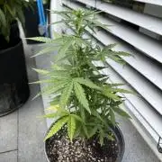 Spliff's Auto Neville's Haze Outdoor GER