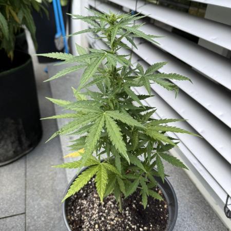 Spliff's Auto Neville's Haze Outdoor GER