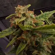 Divine Seeds Auto Black Opium