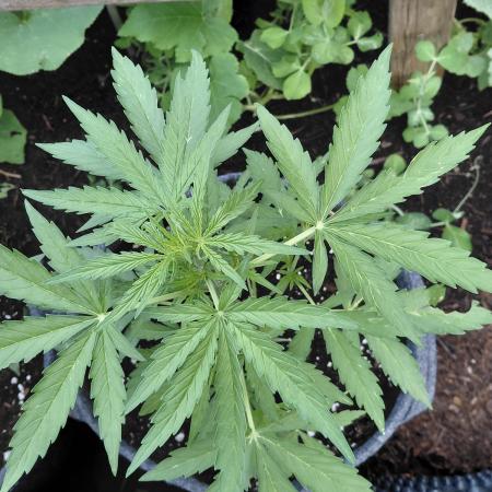 RQS' Milky Way F1 Outdoor Leftovers